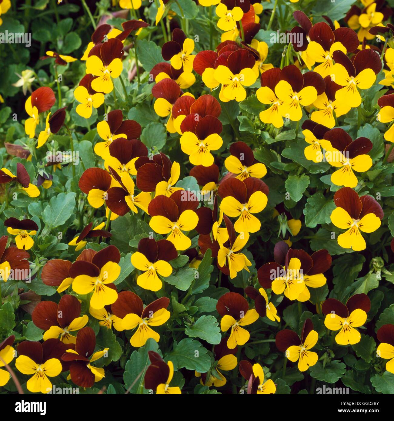 Viola - `Jackanapes' AGM   ALP108360 Stock Photo